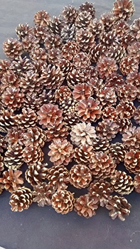 100 memme pignoni di pino naturali, 3 cm a 5 cm