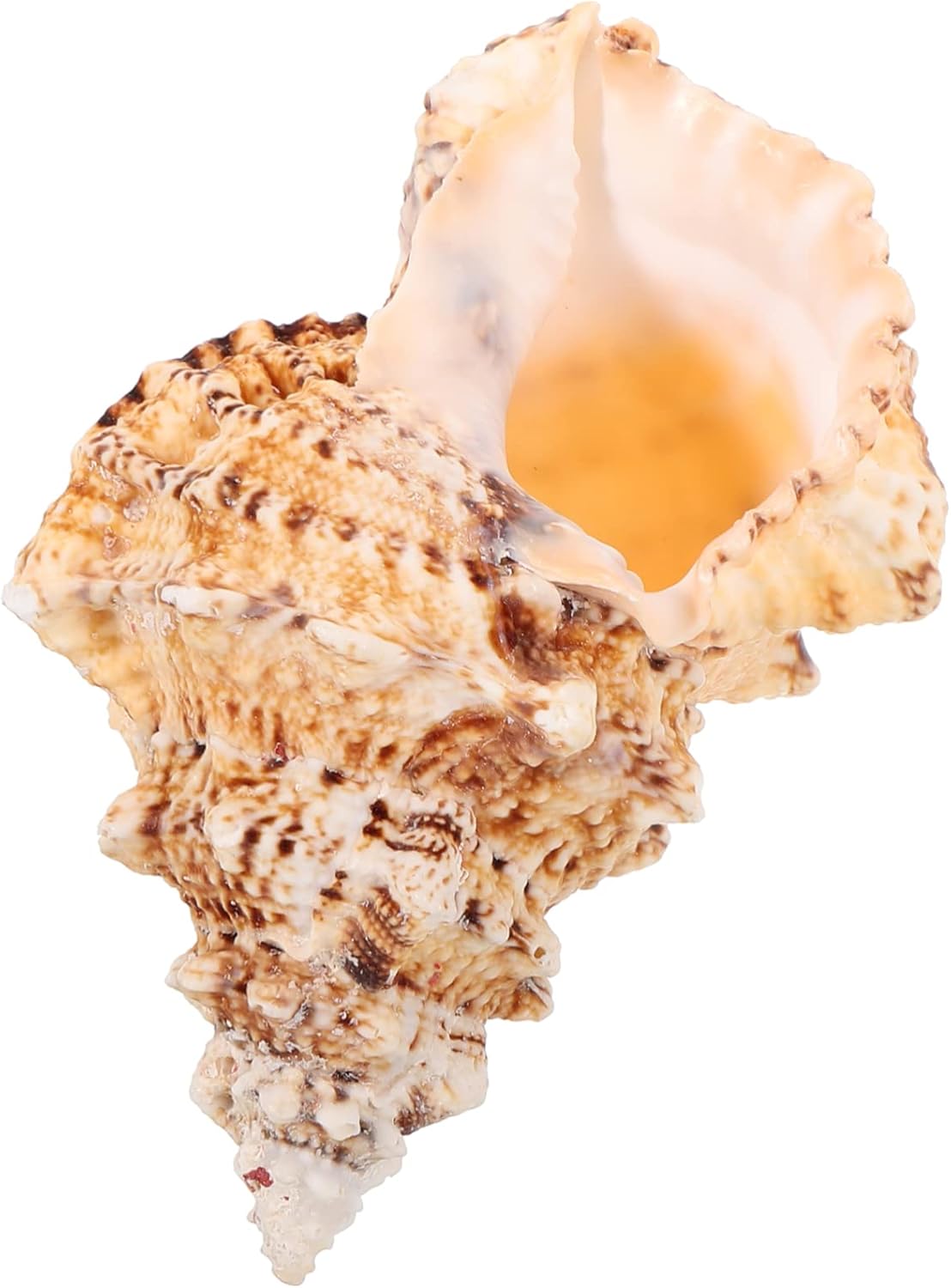 Amazon|HOMSFOU ホラ貝 水槽用の貝殻 天然貝殻飾り 天然巻き貝の装飾 貝殻巻き貝の装飾 水槽の貝殻 巻き貝の標本 巻き貝工芸品