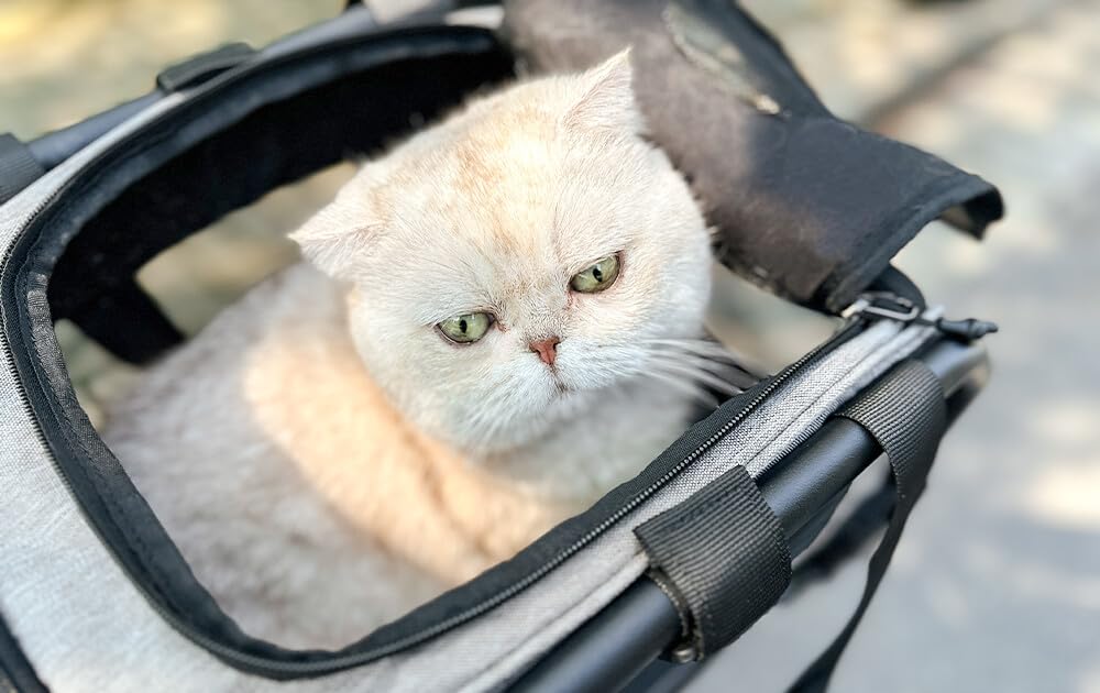DERUIZ Fahrrad-Transporttasche für Haustiere – Sicherer Hunde- und Katzenkorb für E-Bike & City Bike