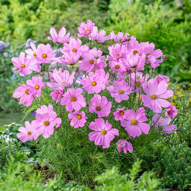 Image of Cosmos Flower Seeds Mix Pack of 50 Plus Seeds Multicolor Seasonal Flower Seeds for Home Garden Balcony Pots Outdoor Gardening