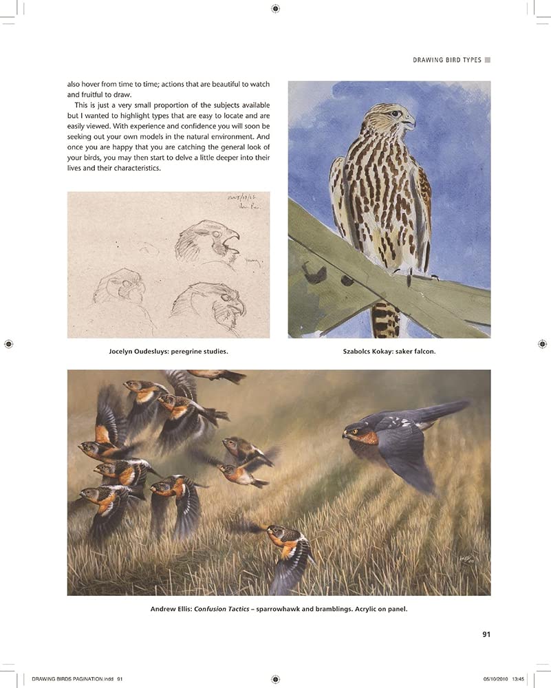 Drawing and Painting Birds