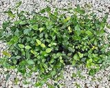 Asiatic Jasmine Live Plants, 3 inch Pot, Evergreen Ground Cover 18 Count