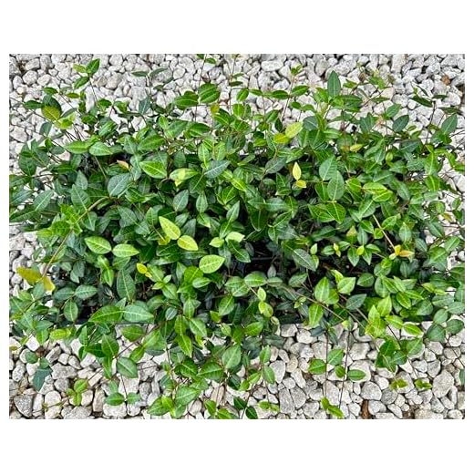 Asiatic Jasmine Live Plants - 18 Count