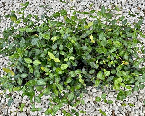 Asiatic Jasmine Live Plants, 3 inch Pot, Evergreen Ground Cover 18 Count