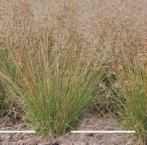 Buzzy Ornamental Grasses, Pradera