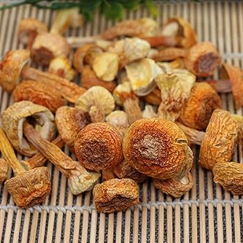 Jinsiy multfilm kichkina sik Mushukda qattiq mushtlash