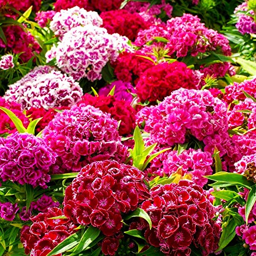 Navya germination Sweet William Beautiful Flower Seeds In Different Colors F1 Hybrid Special Pack For Your Home Plant and Gardening This Seeds Prepared Like Organic (B0822YNXYH) Amazon Price History, Amazon Price Tracker
