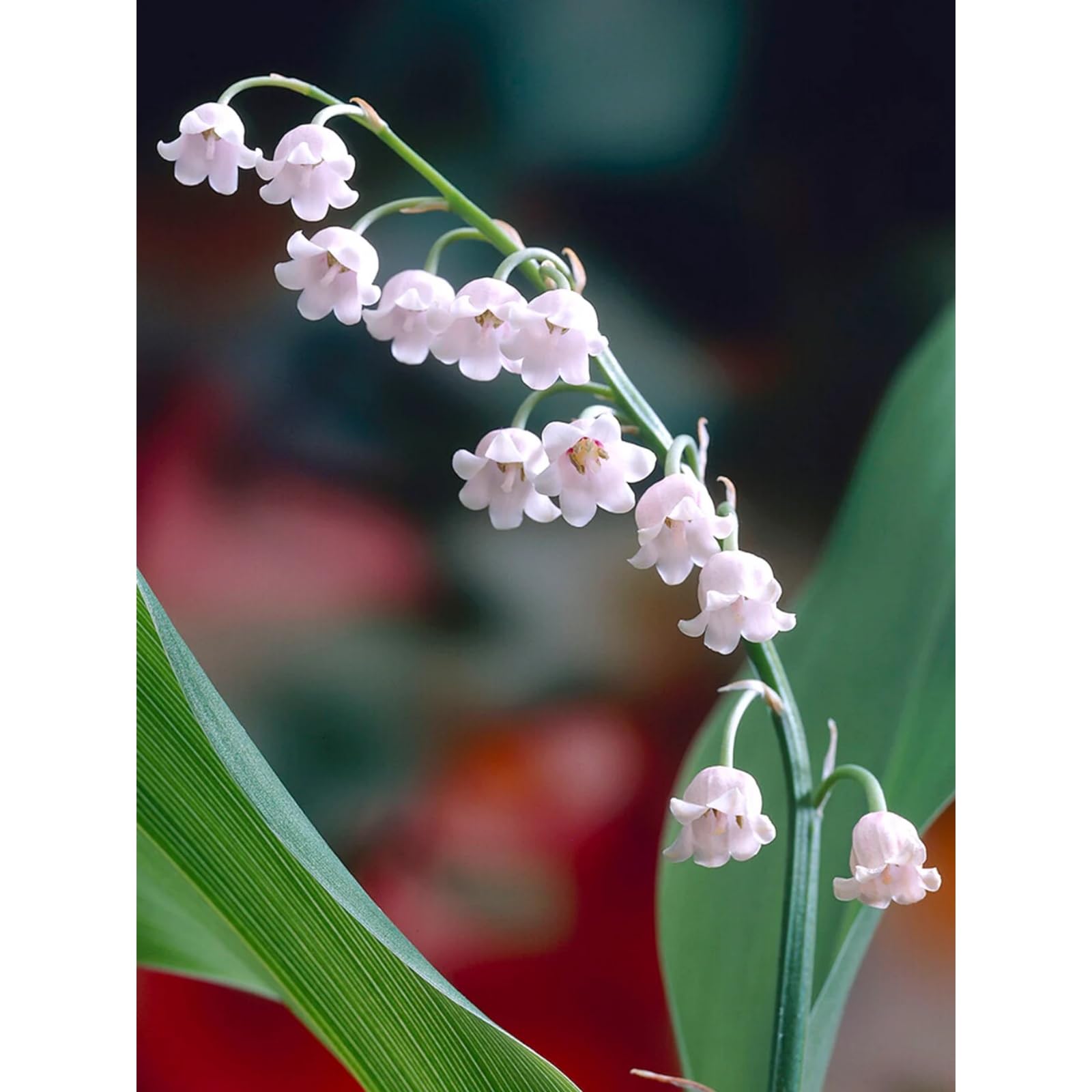 Lily of the Valley Bulbs UK,Potted-Plants-Rhizome,Lily of the Valley Plants for Garden,Excellent Display-6 Bulbs-C