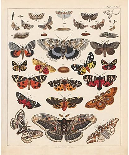 Vintage Butterflies Posters Prints Art Insects Butterfly Breeds Collection Identification Reference Chart Diagram Pop Wall Decor