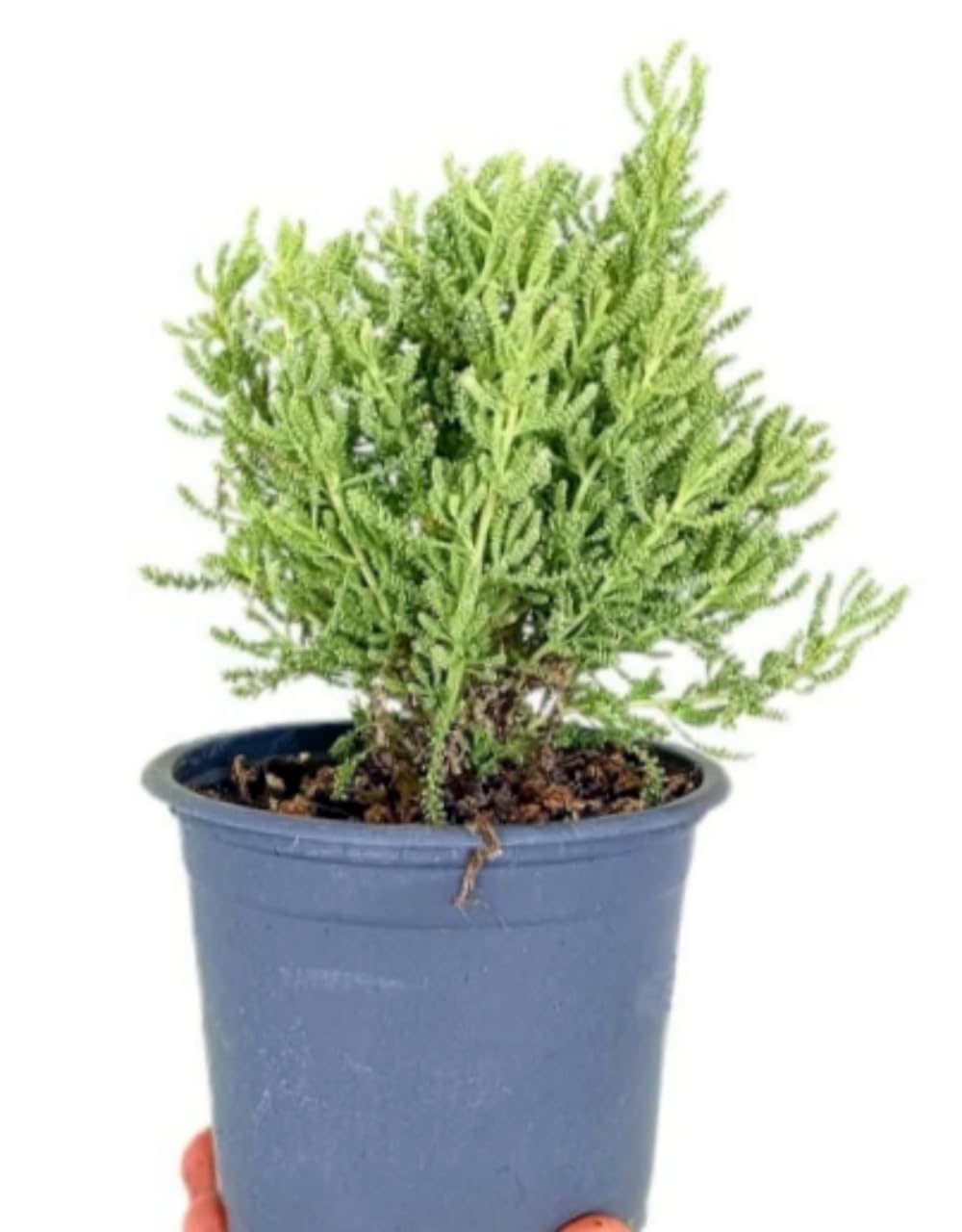 Pack de 6 Plantas Aromaticas Naturales. Mix de plantas aromáticas, 15-20 cm. Menta piperita, Ruda graveolens, Peregil, Oregano comun, Santolina, Ajedrea. Segura Garden.