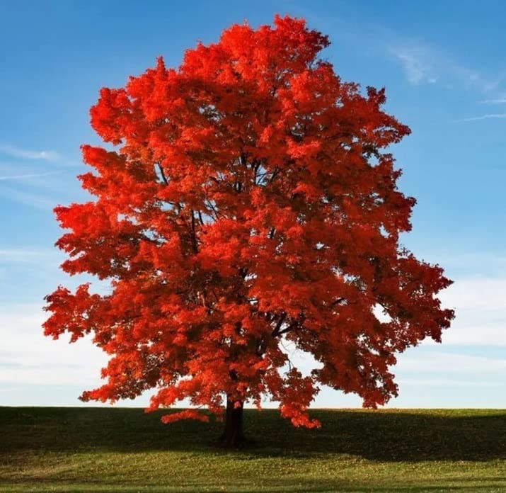 Red Maple Seeds for Planting Outdoors - Heirloom Maple Tree Seeds (Acer rubrum) - (500 Seeds)