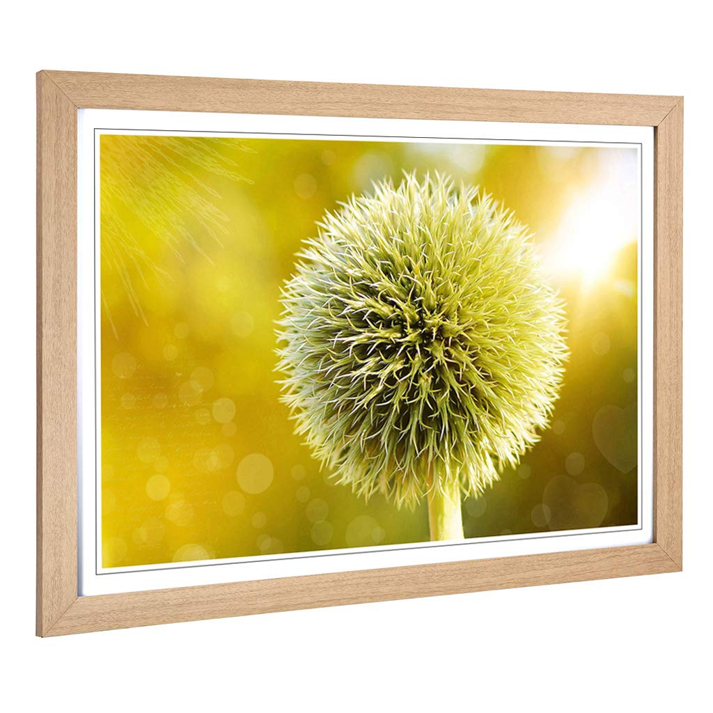 Big Box Art Framed Print of Yellow Flower Globe Thistle (2) Design | Wall Art Picture | Home Decor for Kitchen, Living Room, Bedroom, Hallway, Oak, A2 / 24.5x18 Inch / 62x45cm