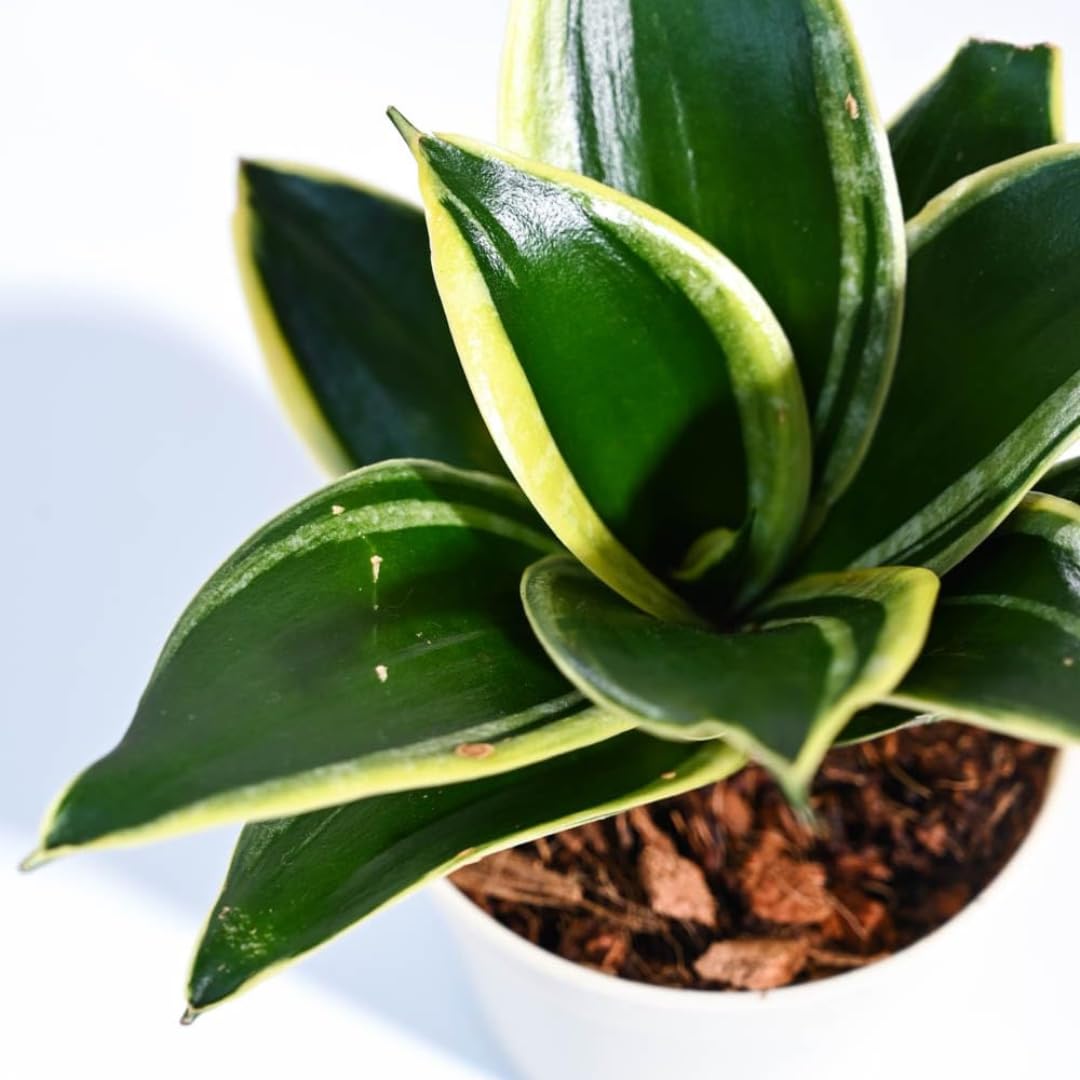 Sansevieria Hahnii Snake Plant, 10-15 cm, Live Indoor Plant with White Pot, Air Purifying-image-13