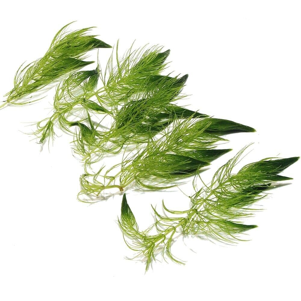 5 x Ceratophyllum Demersum Hornwort Live Aquatic Plant for Aquarium Fish Tank Pond Oxygenating Fast Growing Freshwater K2AQUA