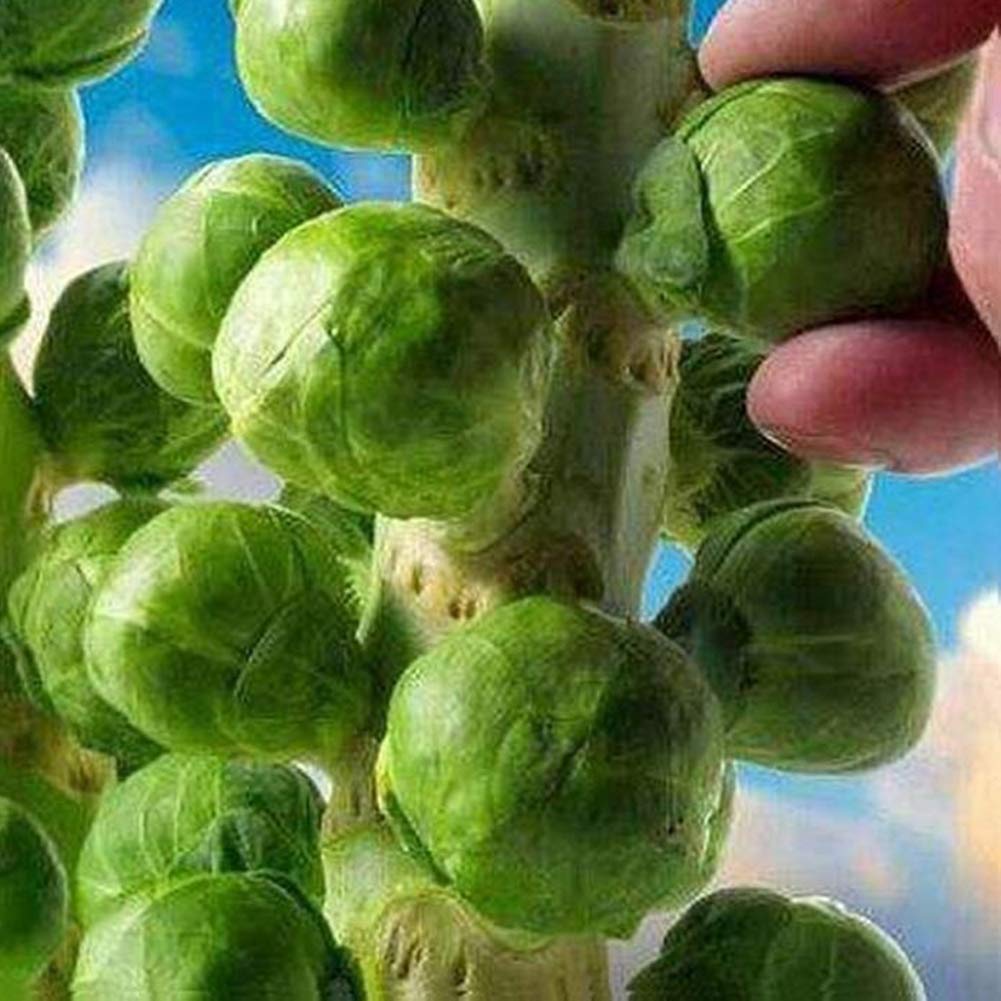 400Pcs Home Garden Vegetable Brussels Sprouts Cabbage Brassica Oleracea Seeds,Garden Plant Seeds Brussels Sprout Seeds