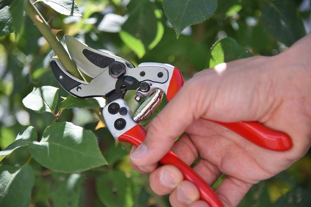 FALKET 1162 - Forbici per potatura professionali,taglio battente a lama curva.Ideale per potatura olivi.
