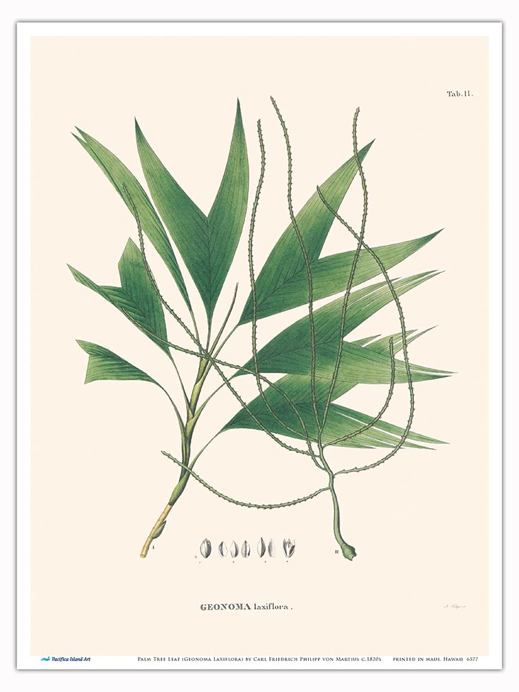 Palm Tree Leaf (Geonoma Laxiflora) - Vintage Botanical Illustration by Carl Friedrich Philipp von Martius c.1820s - Master Art Print 9in x 12in