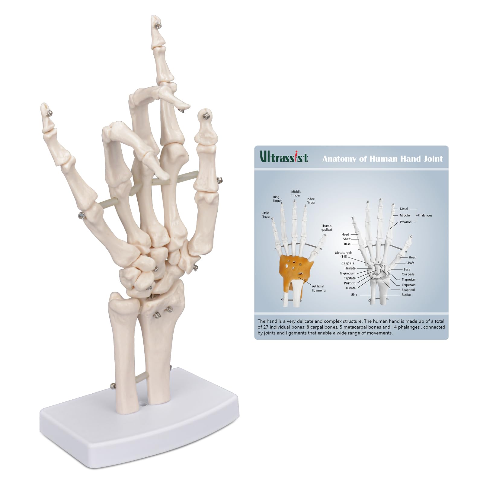 Human Hand Joint Model, 1:1 Scientific Life Size Anatomical Model with Base, Hand Model with Anatomy Diagram Best for Patient Education and Medical Training