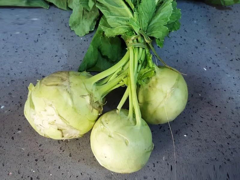 Willvine Kohlrabi, Knol khol-XLI-3W-picture-27