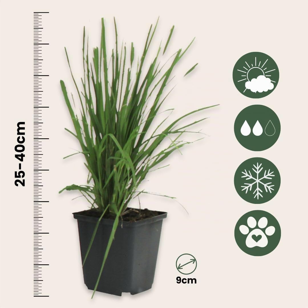 Plant in a Box - Erbe della pampa bianche - Mix di 6 - Rosa - Cortaderia selloana - Vaso 9cm - Altezza 25-40cm