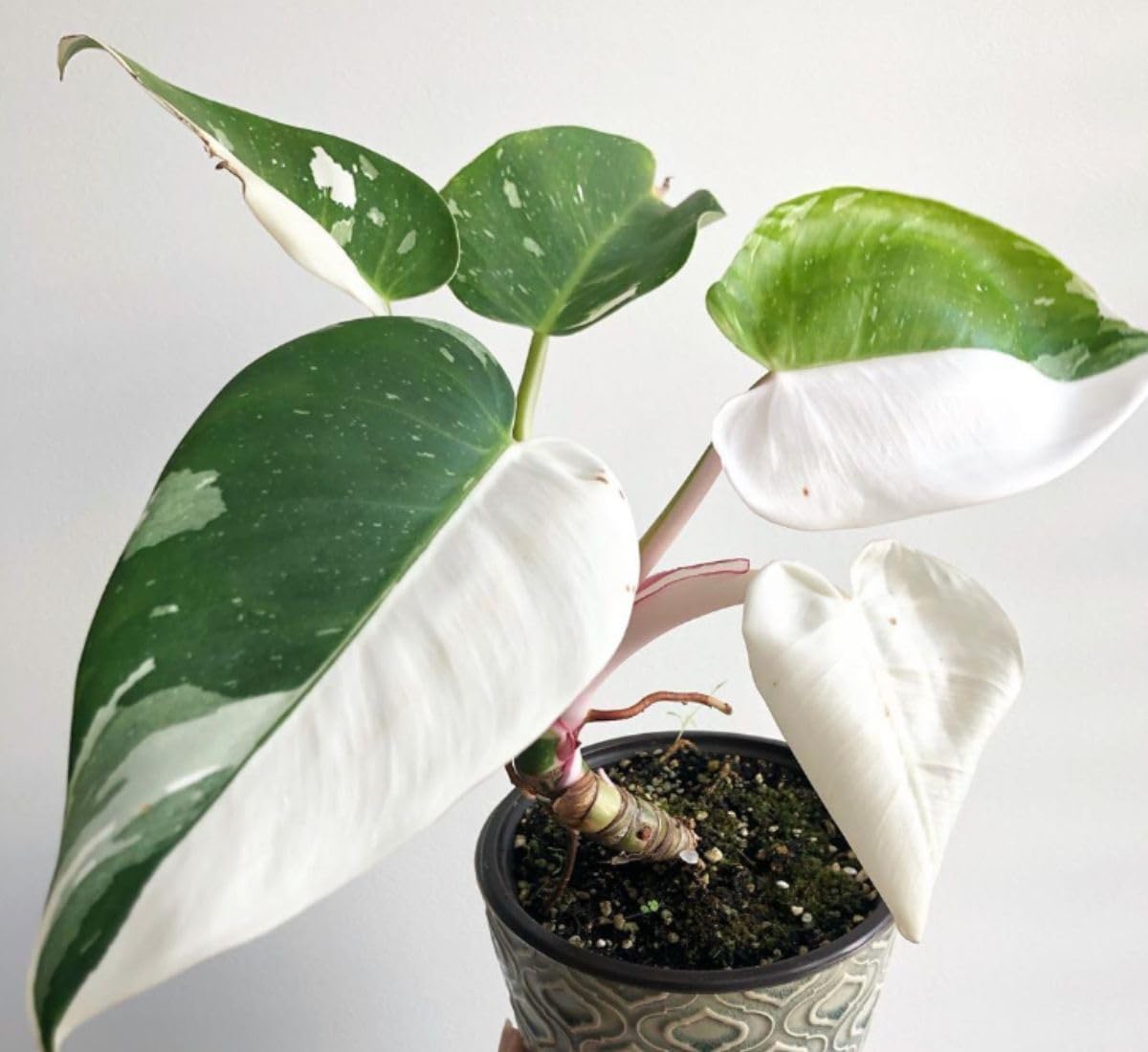 Philodendron White Princess Rare Variegation In Live House Plant.