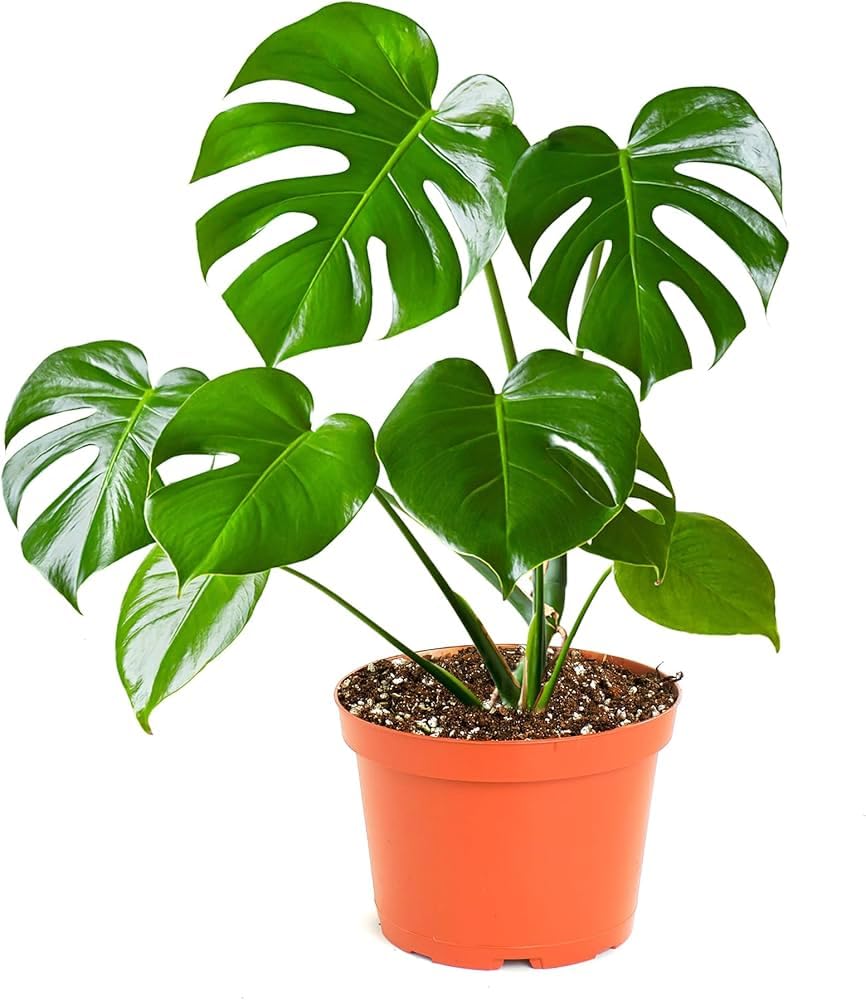 Live Monstera Plant With Pot, Indoor Tropical Houseplant, Air-Purifying, For Living Room And Balcony, (Pack of 1) A_5-image-29
