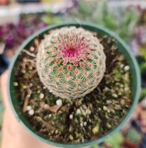 USKC Live Cactus Plants 4" Pot (Echinocereus rigidissimus)