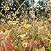 Produktbild Cambridge Elfenblume - Epimedium cantabrigiense