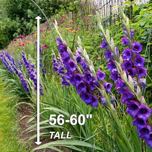 Garden State Bulb Purple Flora Gladiolus Flower Bulbs, 12/14cm, Spring Planting (Bag of 30) - Thumbnail 4