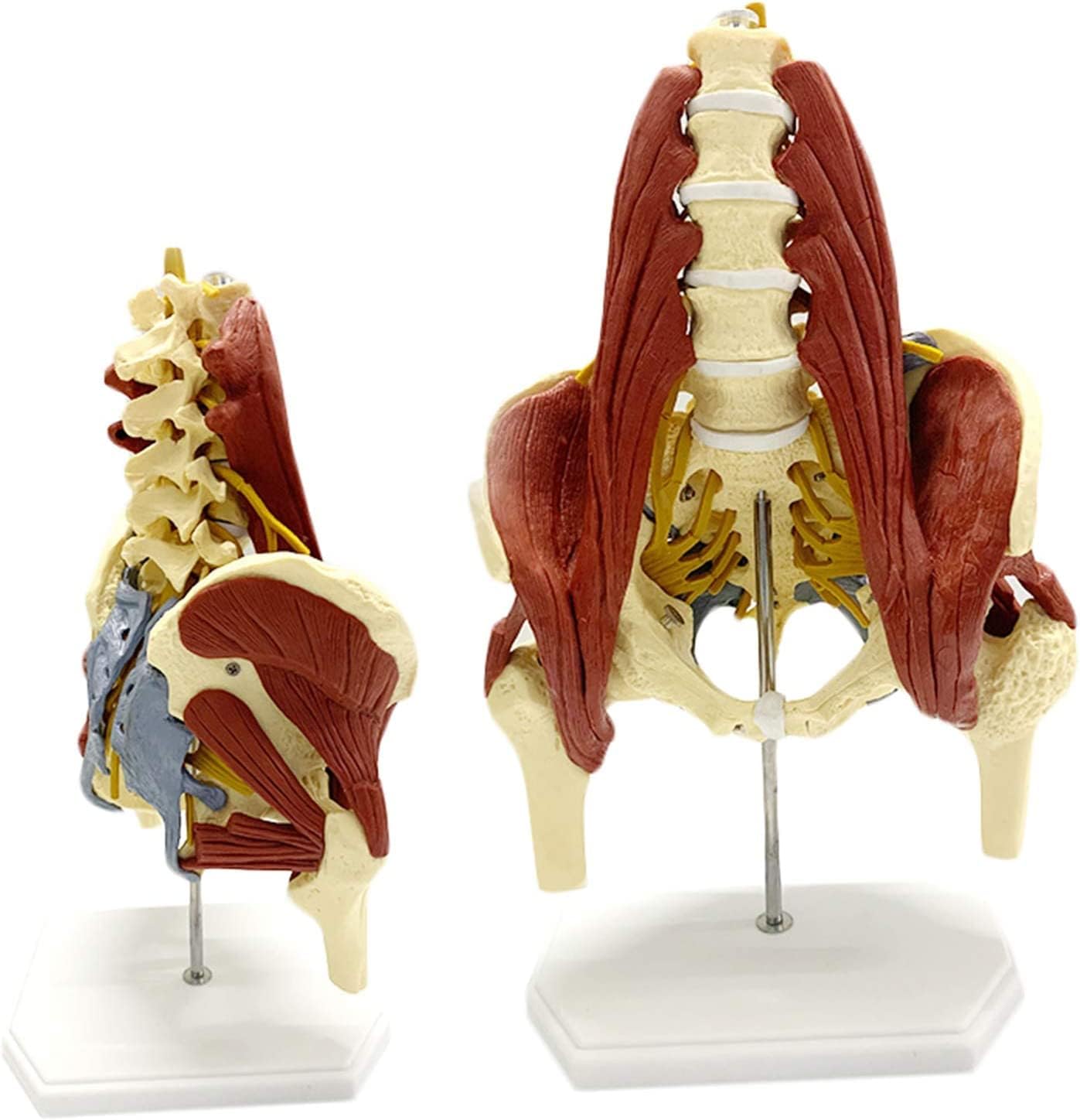 Teaching Model,Medical Anatomical Lumbar Spine Muscle Model Pelvic Muscle Model Anatomy Female