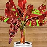 2 Zebrina Banana Trees Live Plants Well-Rooted, High Yield and Easy to Grow Banana Plants, 4-9 Inc Tall, No Pot, Cold Hardy, Compact Size