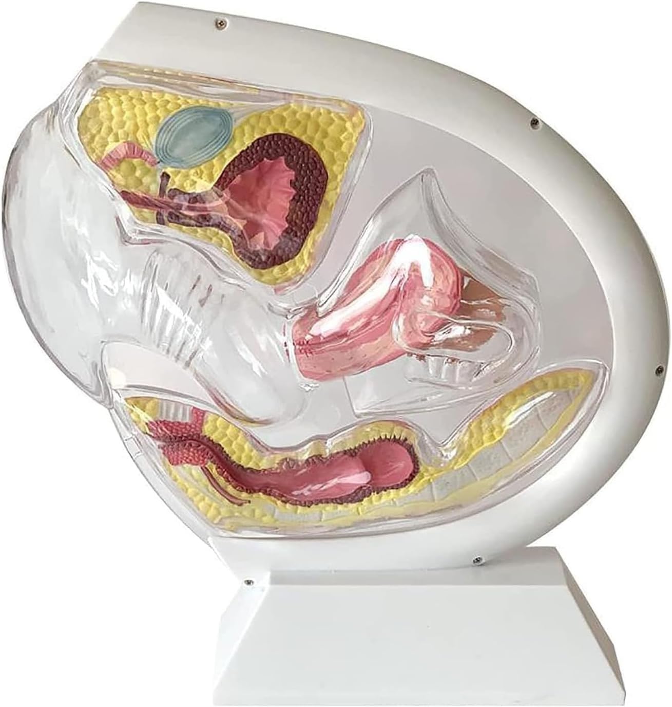 Model anatomii macicy człowieka, odłączany przezroczysty model macicy, narzędzie edukacyjne do nauki antykoncepcji w postaci kubeczka menstruacyjnego, do nauki lub nauczania w zakresie nauk medycznych