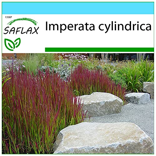 SAFLAX - Confezione regalo - Erba del sangue giapponese - 50 semi - Imperata cylindrica
