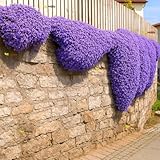Rock Cress Cascade Mix - 600 Seeds + Plant tag + Freebie - Aubrieta Cultorum