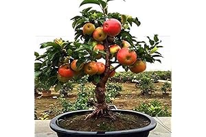 Dwarf Bonsai Apple Tree Seeds - 25 Seeds - Grow Exotic Indoor...