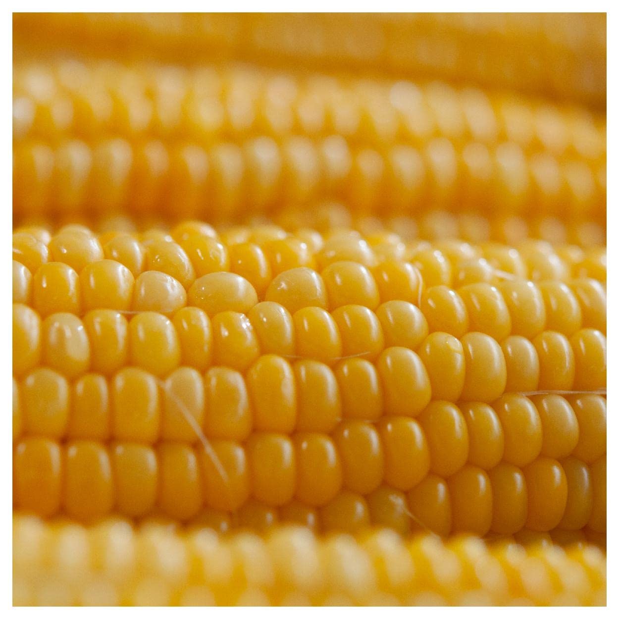 Everwilde Farms Kandy Korn Hybrid Sweet Corn Seeds