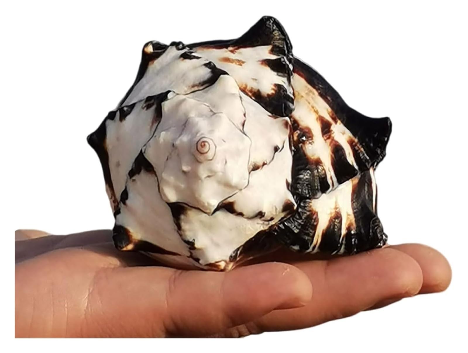 SDJJSAO Shell, Hermit Crab Growth Shells for Beach Theme Party Home Decor(Small)