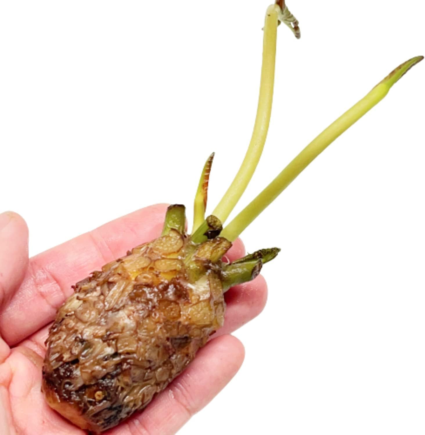 3 Pre-Grown Hardy & Tropical Waterlilies Rhizomes Live Tuber in Yellow, Red, Blue Flower for Indoor-Outdoor Pond Decoration