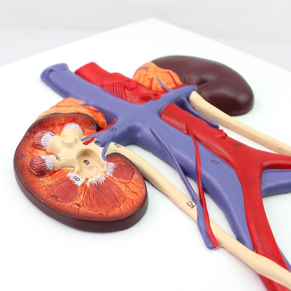 Model Układu Moczowego, Model Człowieka, Anatomiczny Ludzki Układ Moczowy Materia PVC Narzędzie Dydaktyczne Zestawy Naukowe, Materiały Laboratoryjne
