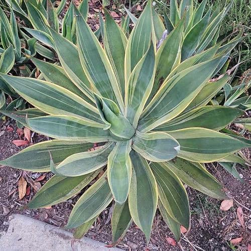 Why i think it is possible many agave farmers in California may not make any profit or quit before their agave matures