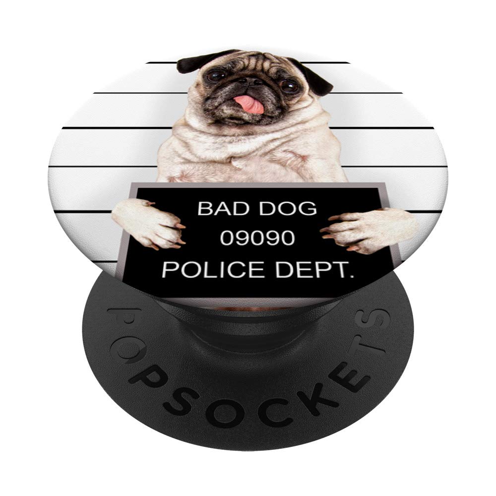 Funny Pug Face Ubicaciondepersonas cdmx gob mx