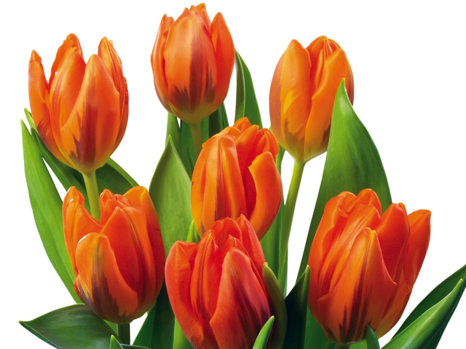 BIVANYA Tulip Orange Beautiful Fresh Flower Bulbs for Home Terrace and Kitchen Indoor Outdoor Gardening Planting (Pack of 2 Bulbs) (B0BN997KJJ) Amazon Price History, Amazon Price Tracker