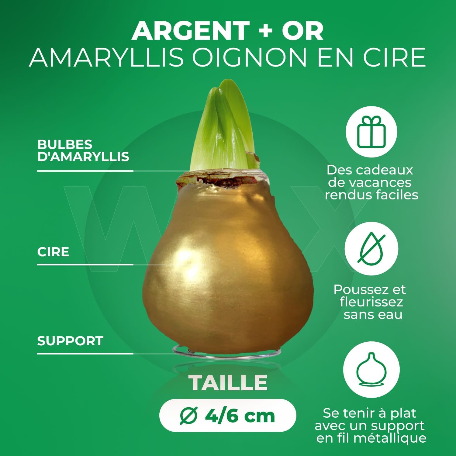 Amaryllis Bulbe Silver+Gold en cire - Bulbes à fleurs grand format 26/28