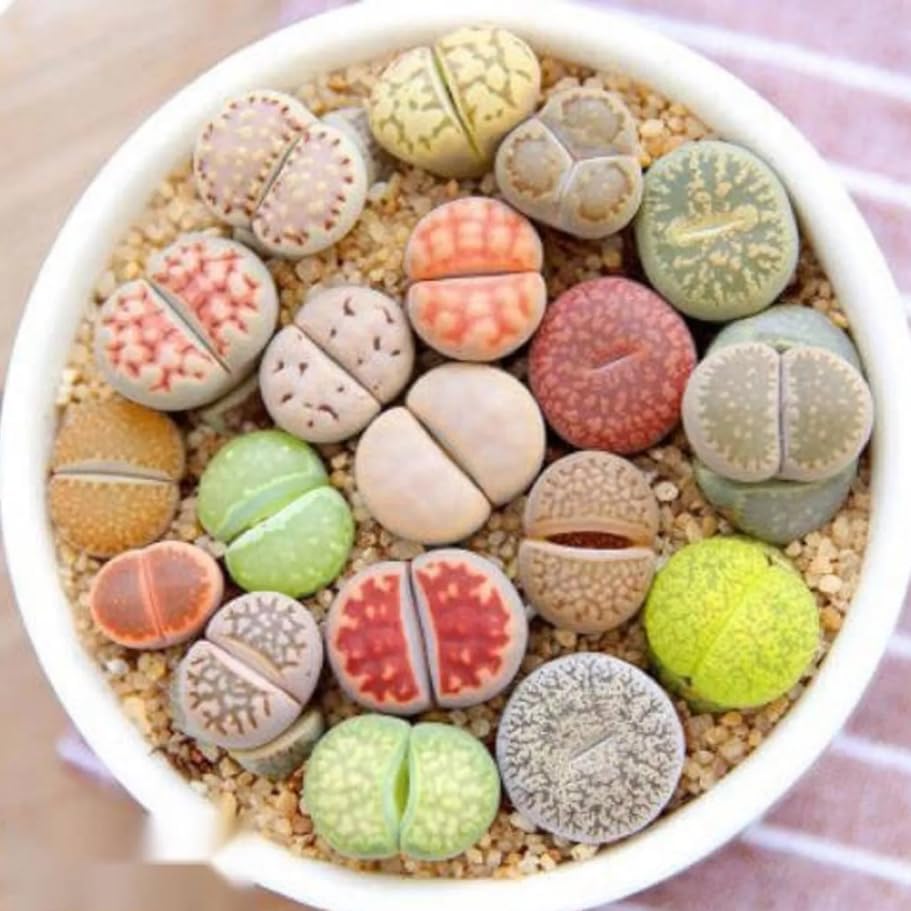 Giant Lithops Live Plants in Pot, Colorful Lithops Succulents Plants Live Living Stones Plants Assorted Lithops Plants, 2 to 3 Live Lithops Plants in Cup