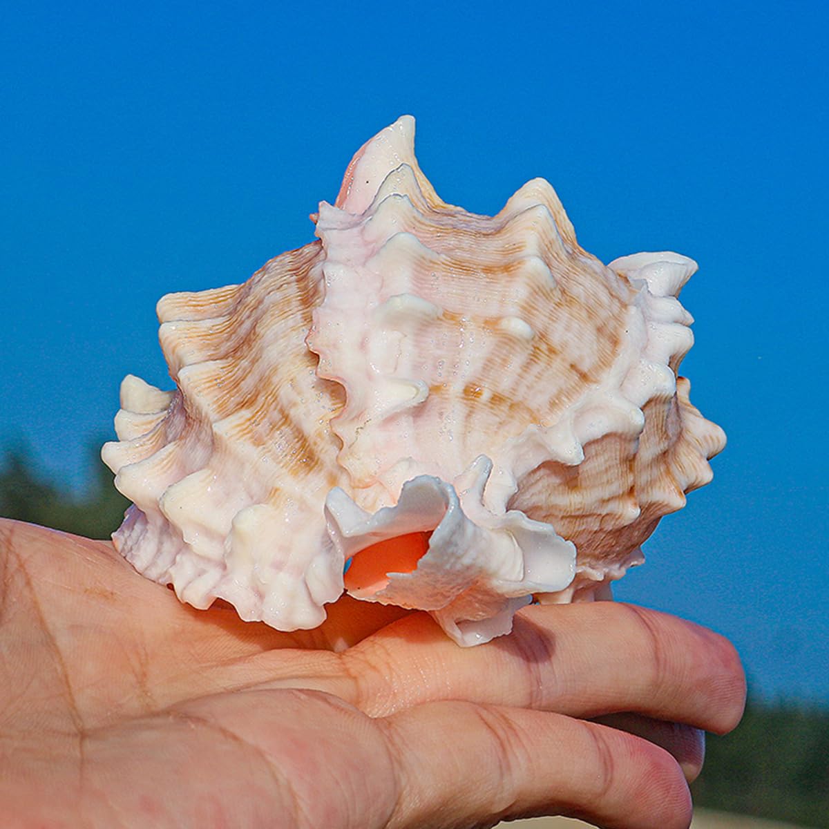 Duże muszle trąbkowe, 6~7cm, muszle morskie 6-9cm idealne na dekoracje ślubne(7~8cm)