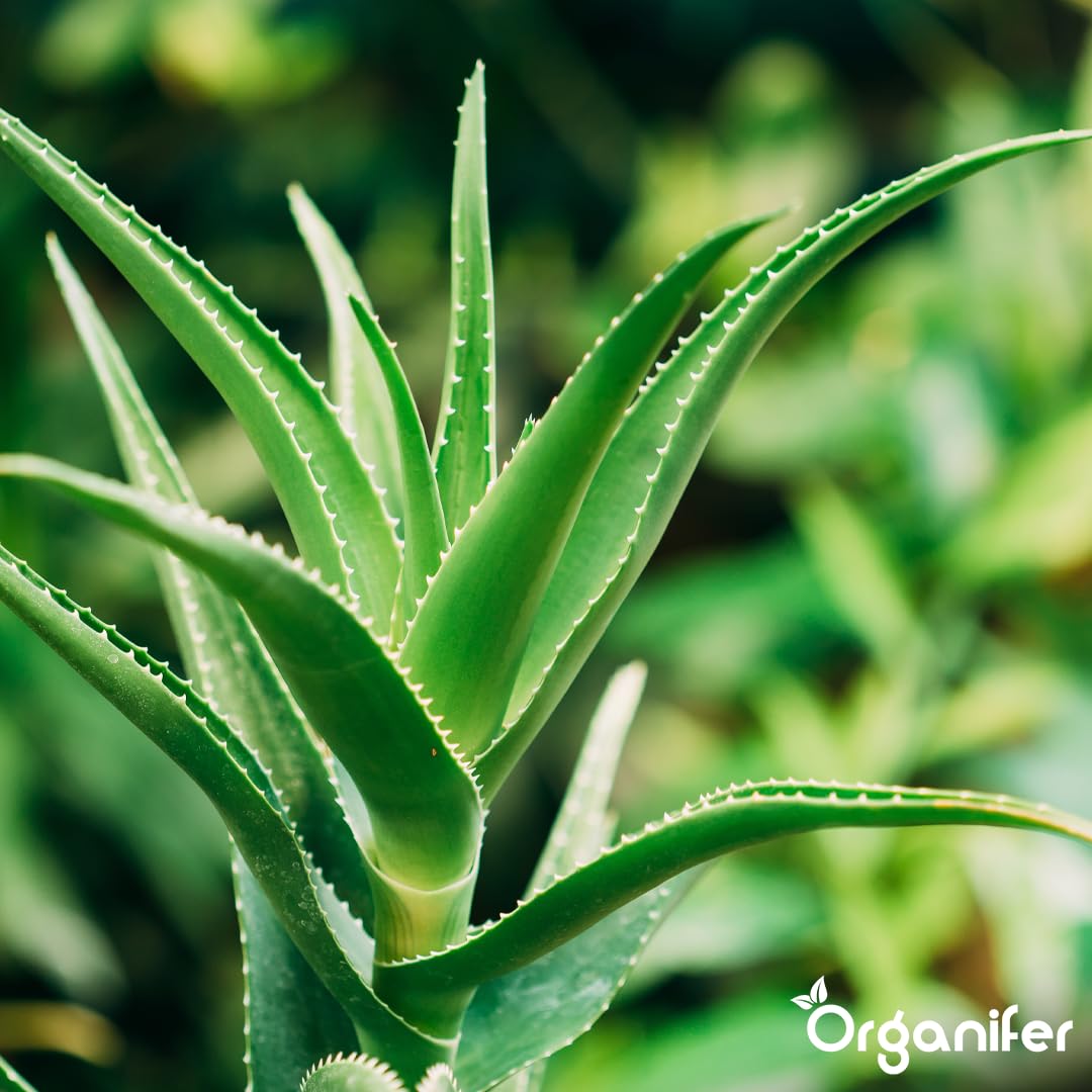 Fertilizante Líquido Para Aloe Vera - 2x1L - NPK 2-1-8 | Fertilizante Para Hojas Fuertes Y Suculentas Sanas - Favorece Raíces Y Vitalidad - Organifer