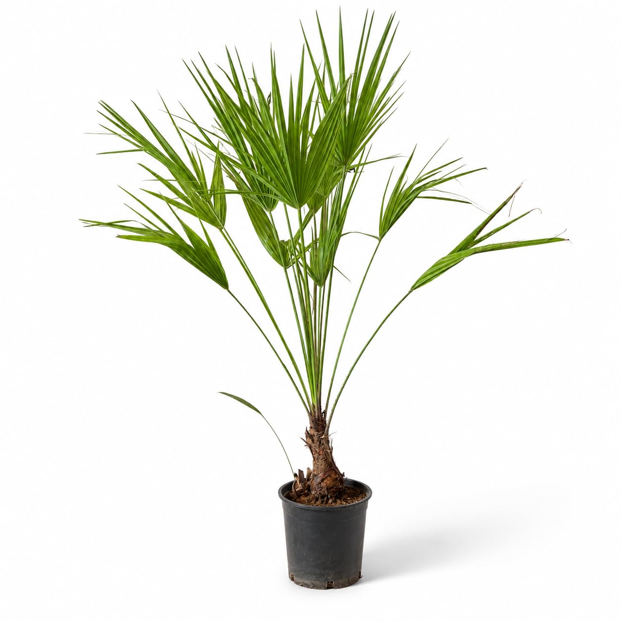 Chamaerops Humilis Palmier Nain Méditerranéen env. 120 cm