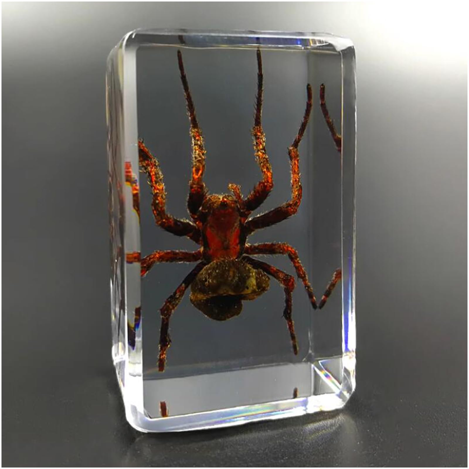 Spécimen D'insecte En Résine - Araignée, Scorpion, Mante - Presse-papier Décoratif - Neuf