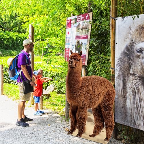 Image of Geelin 5 ft Llama Cardboard Cutout Stand up Life Size Animal Stand up Safari Jungle Photo Booths Prop Cut Out for Zoo Safari Jungle Themed Birthday Party Decoration Supplies