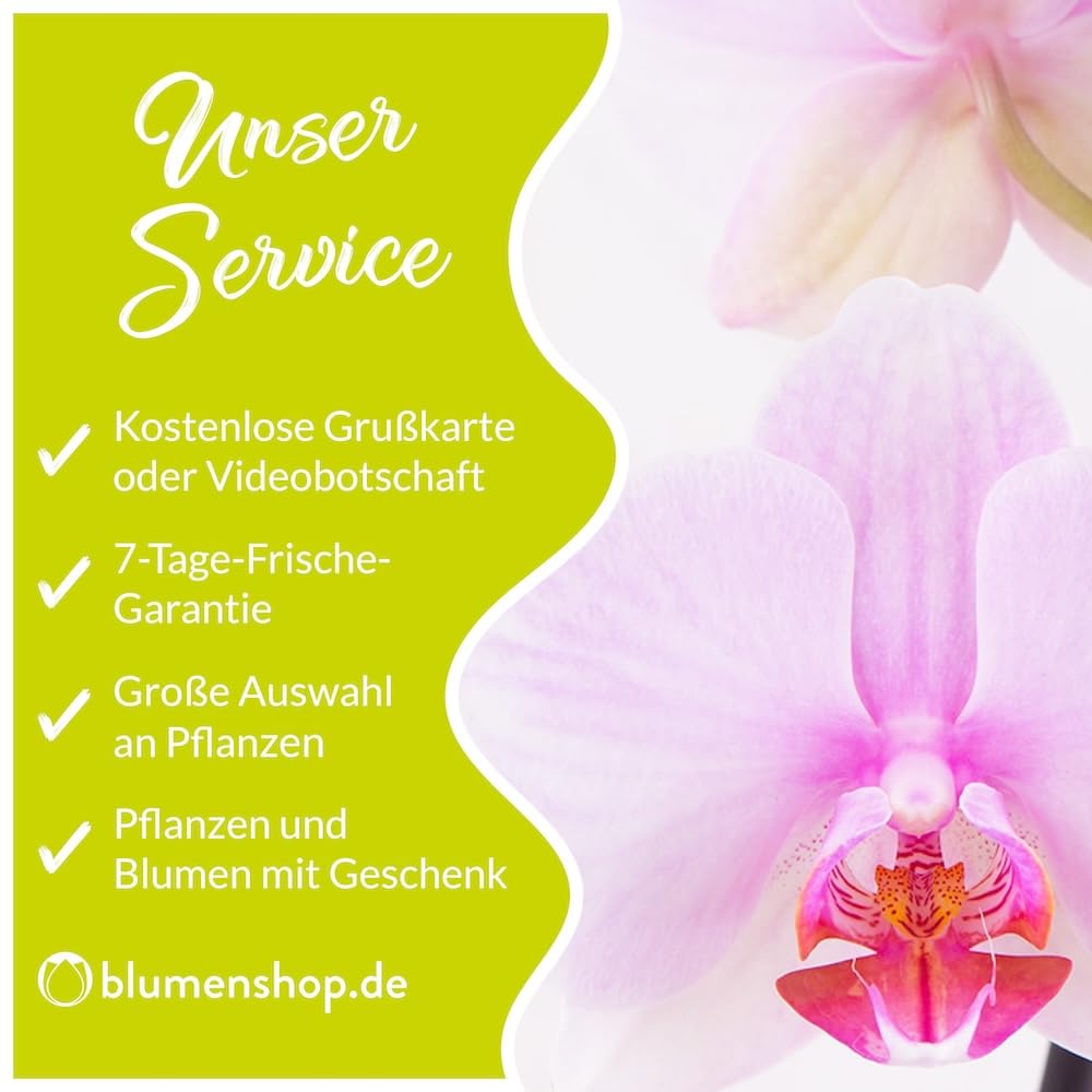 Weiße Orchidee, Topfgröße 12 cm, blühende Zimmerpflanze, Phalaenopsis mit vier Rispen, Höhe circa 60 cm, Orchideenversand, echte Orchidee